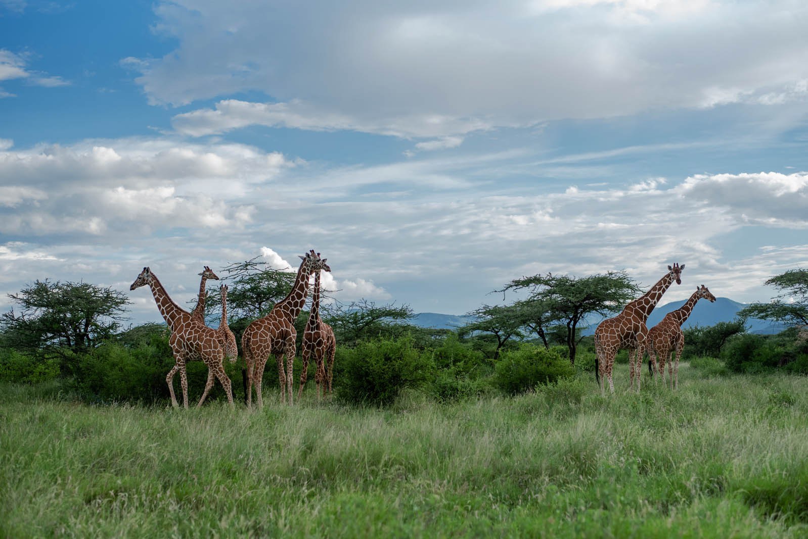 Wildlife photography